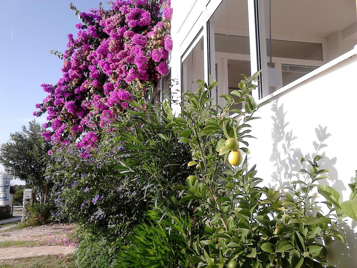 Apartment Sanja Petrčane Exterior foto